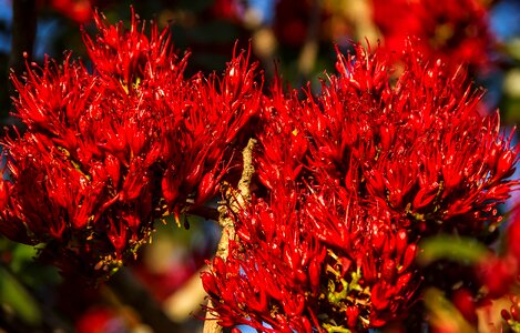 Drunken parrot tree tree fuscia schotia brachypetala