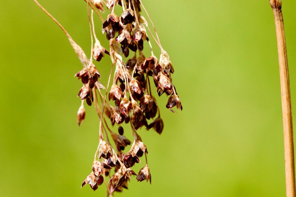 Luzula parviflora
