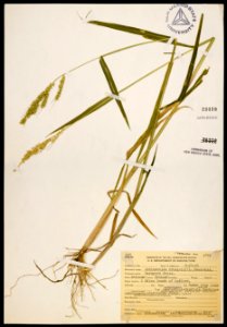 Echinochloa crus-galli