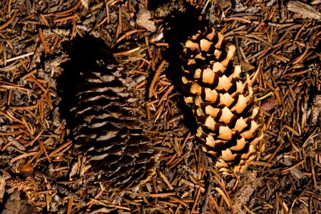Picea pungens