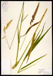 Phalaris arundinacea