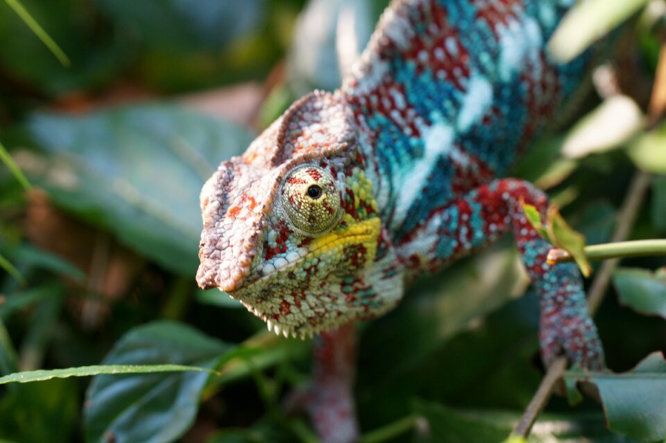 Chameleon lizard insect eater