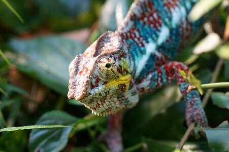 Chameleon lizard insect eater