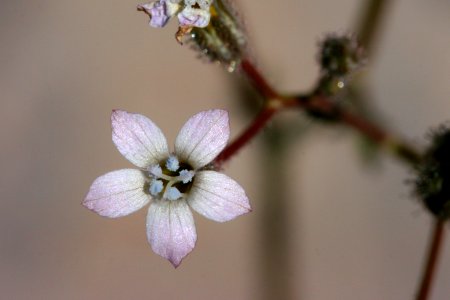 Gilia stellata photo