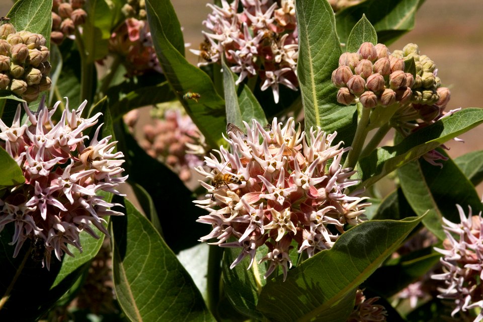 Asclepias speciosa