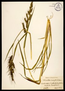 Echinochloa crus-galli