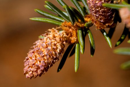 Picea pungens
