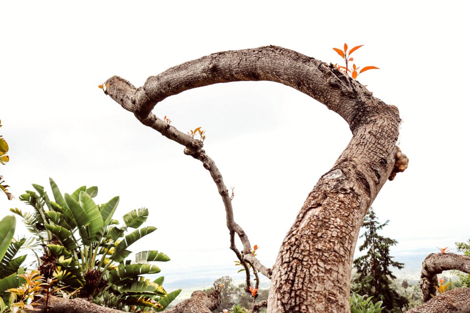 Nature plant natural