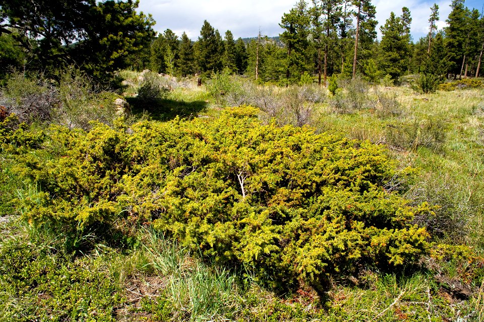 Juniperus communis