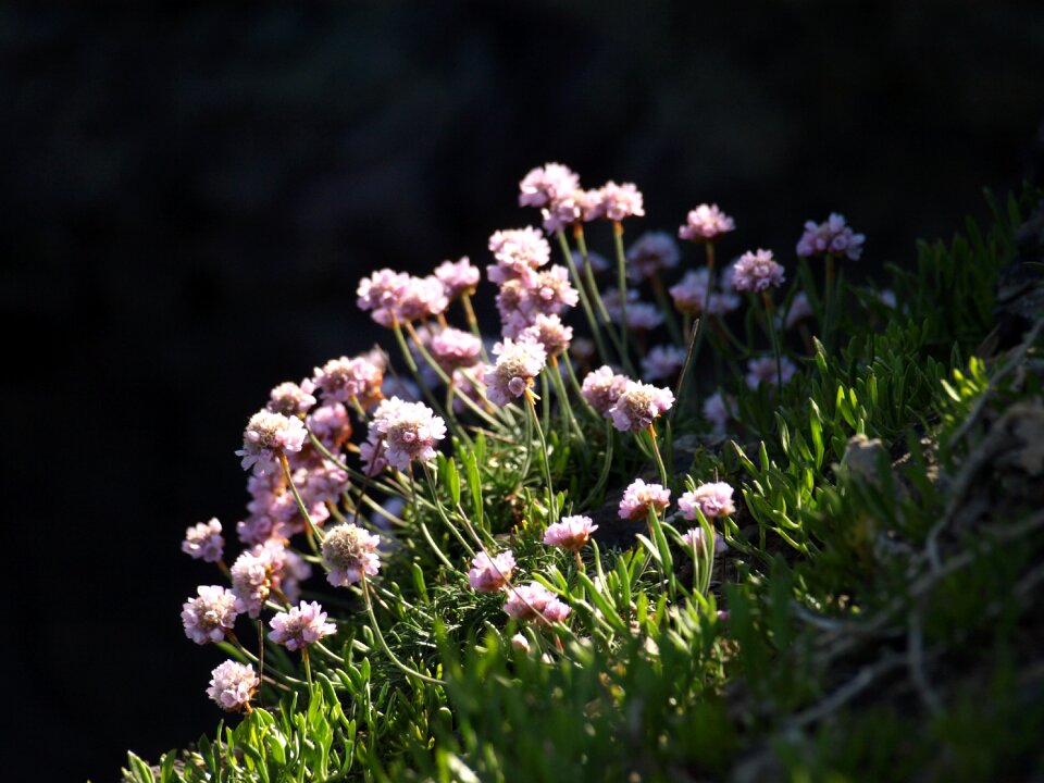 Pink plant wildflower