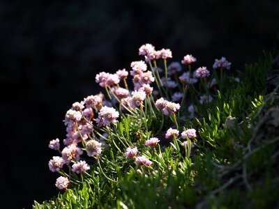 Pink plant wildflower