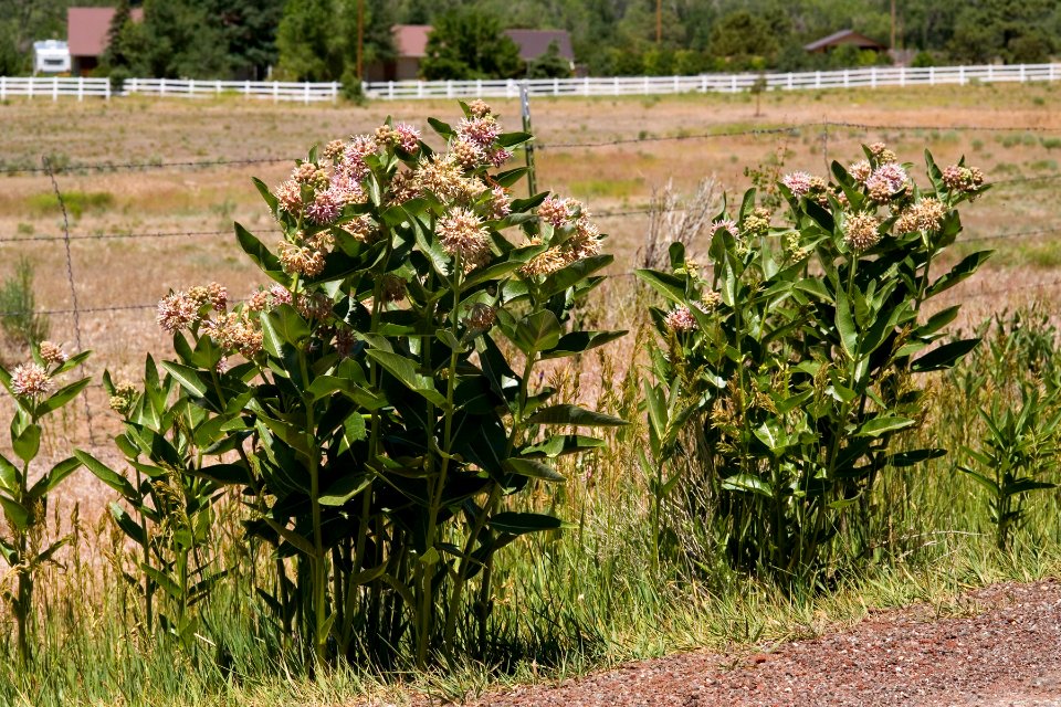 Asclepias speciosa