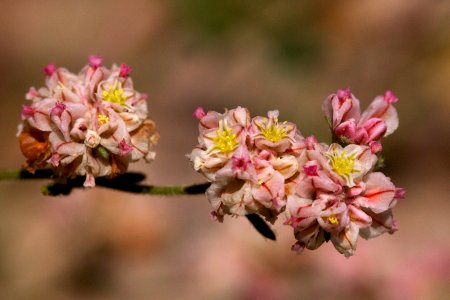 Eriogonum abertianum