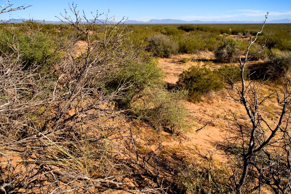 Jornada del Muerto, south side of Prisor Hill