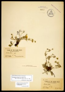 Potentilla concinna var. divisa
