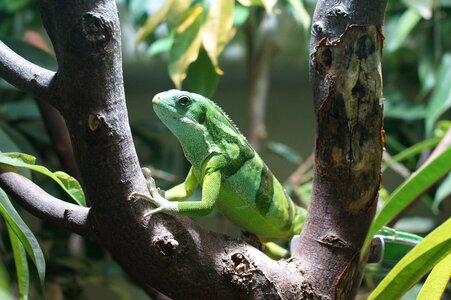 Banded fiji iguana reptile striped