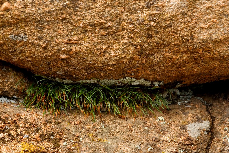 Asplenium septentrionale