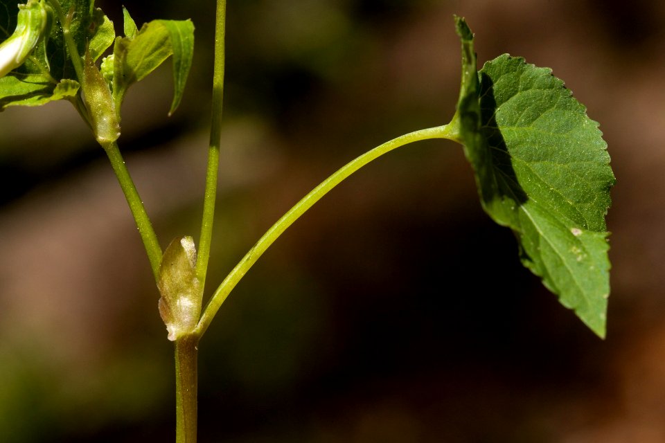 Viola canadensis