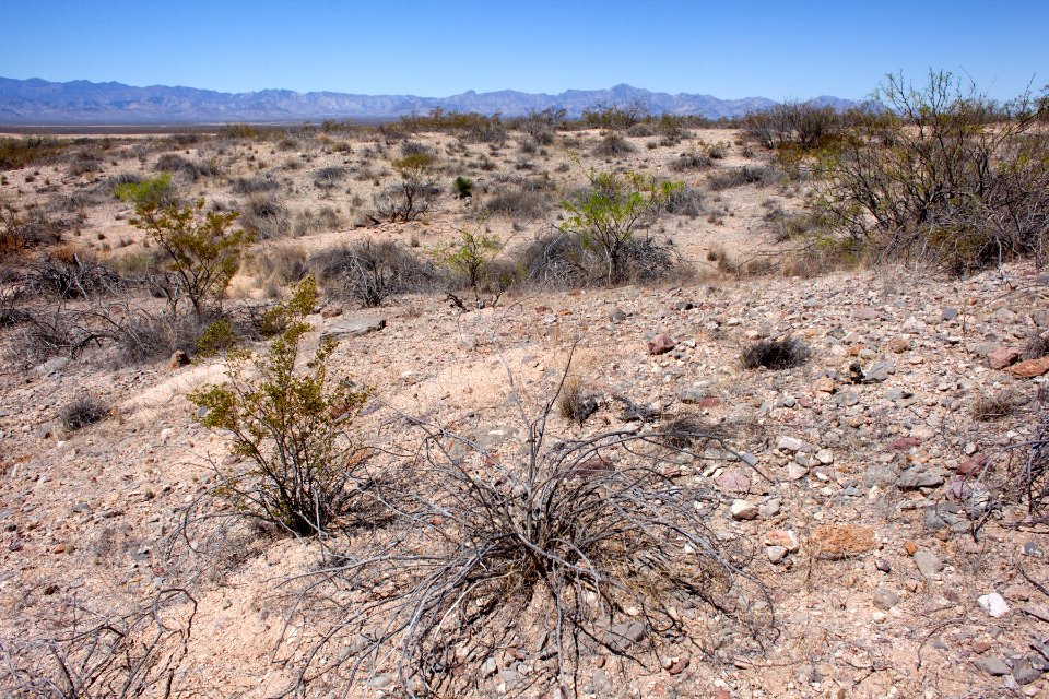 North side of NM Hwy. 80 on the west side of the Peloncillo Mountains