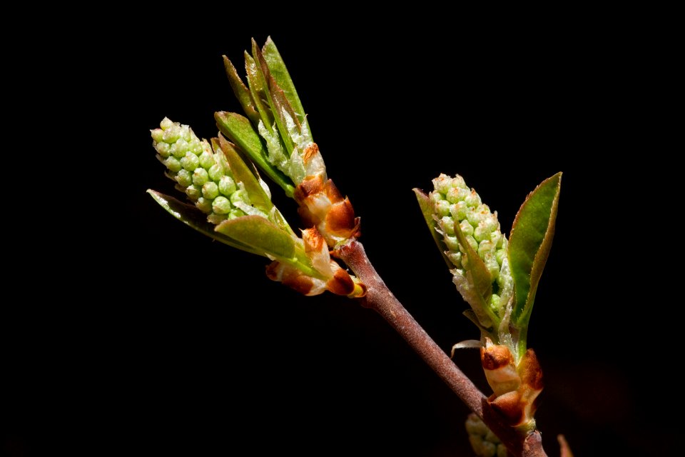 Prunus virginiana