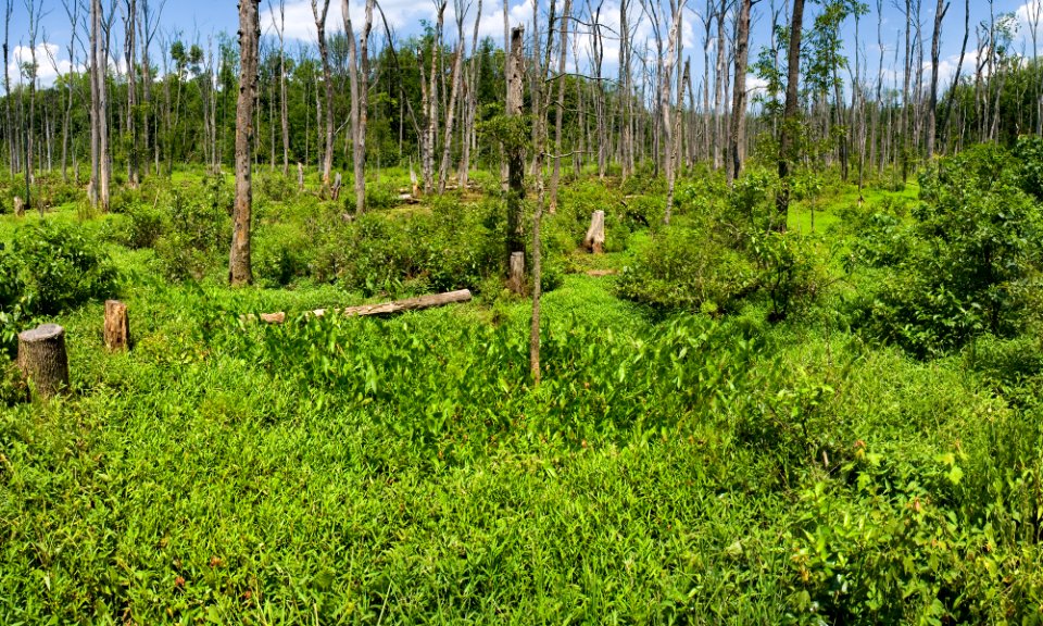 Beanblossom Bottoms