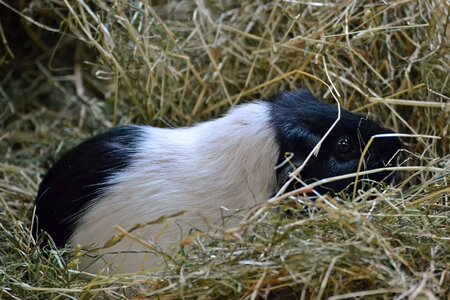 Black cavy hay