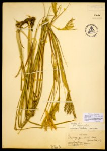 Andropogon gerardii