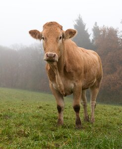 Animal organic farming pasture