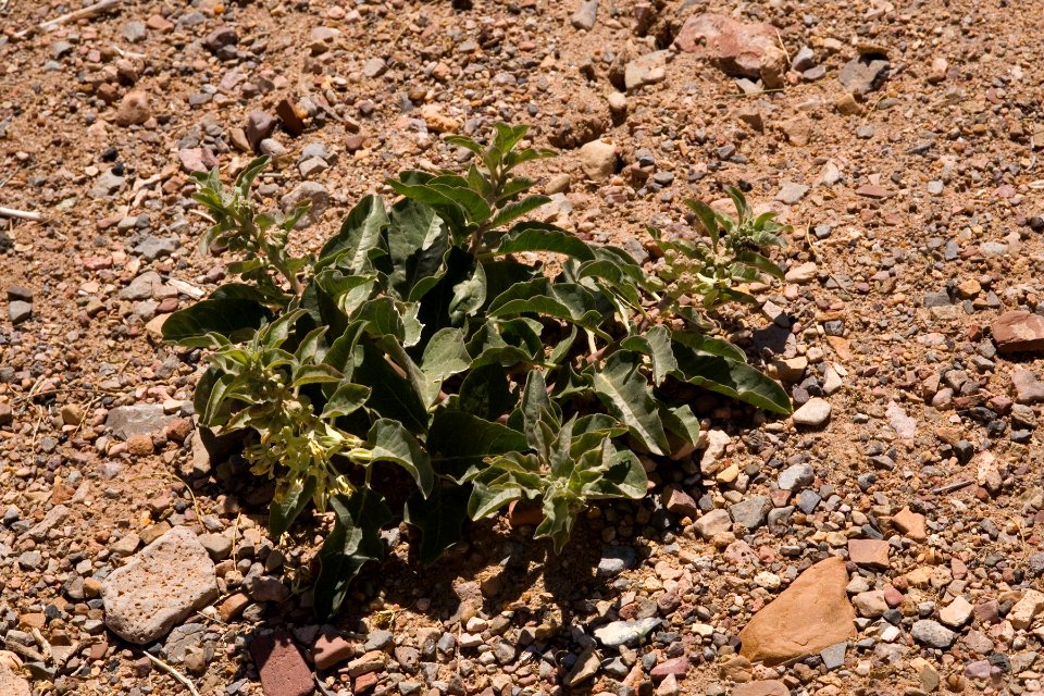 Asclepias oenotheroides