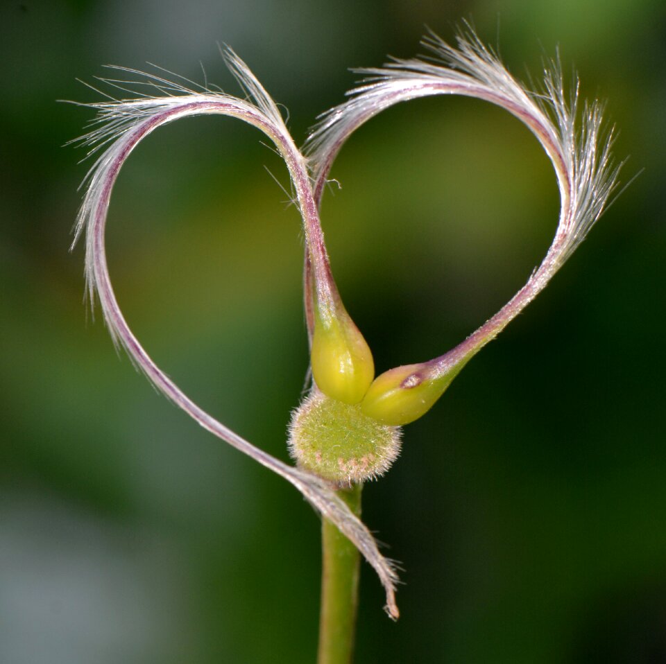 Romance valentine nature