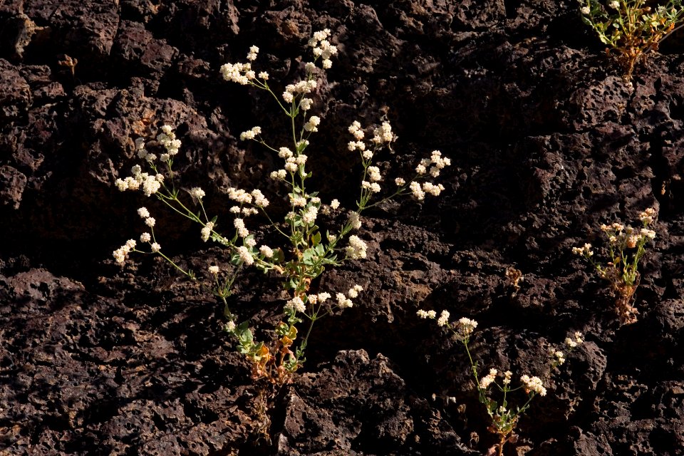 Eriogonum abertianum