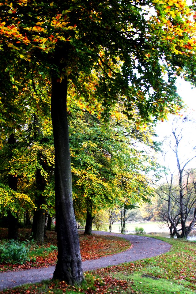 Edgbaston-Reservoir-wood