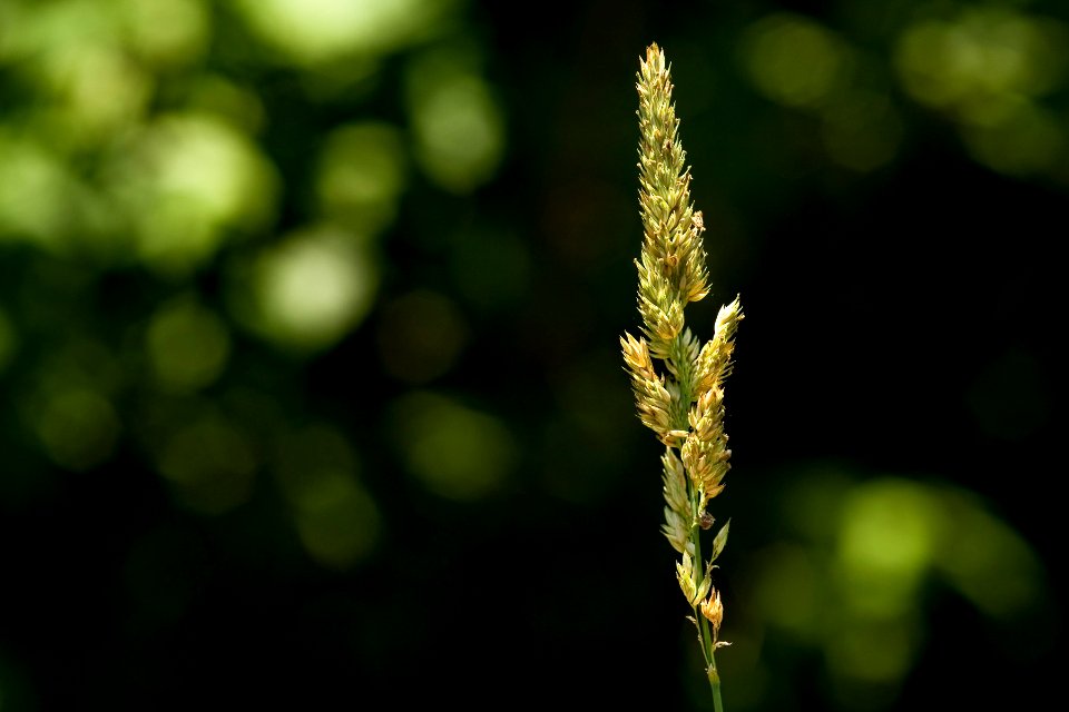 Phalaris arundinacea