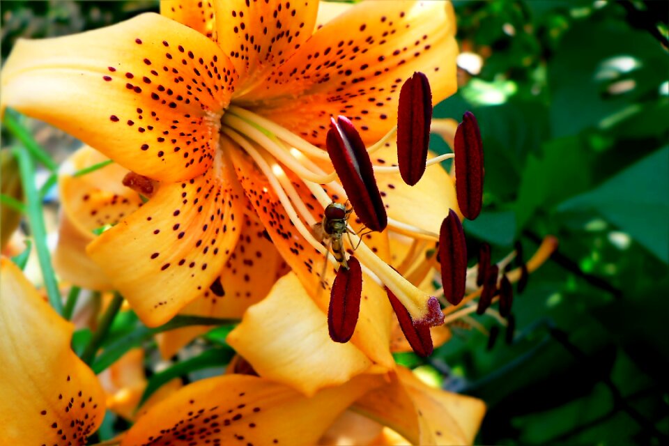 Fly beetle nature