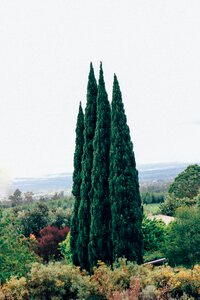 Green nature background plant