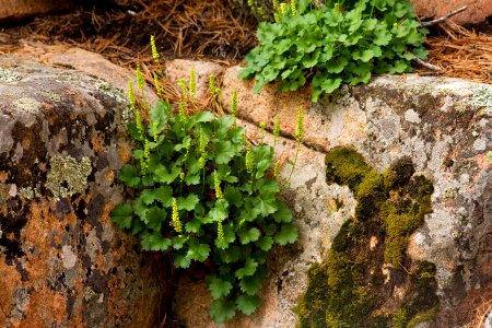 Heuchera bracteata