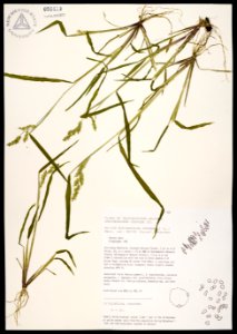 Echinochloa crus-galli