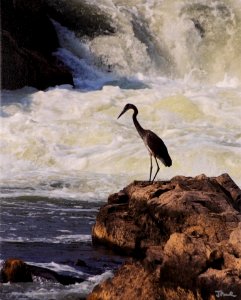158 | Joel Boches | On the Rocks at Great Falls | Photography | 16x20