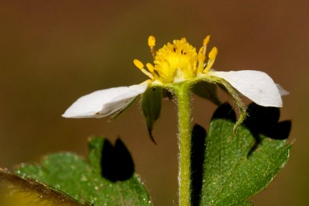 Fragaria vesca subsp. bracteata