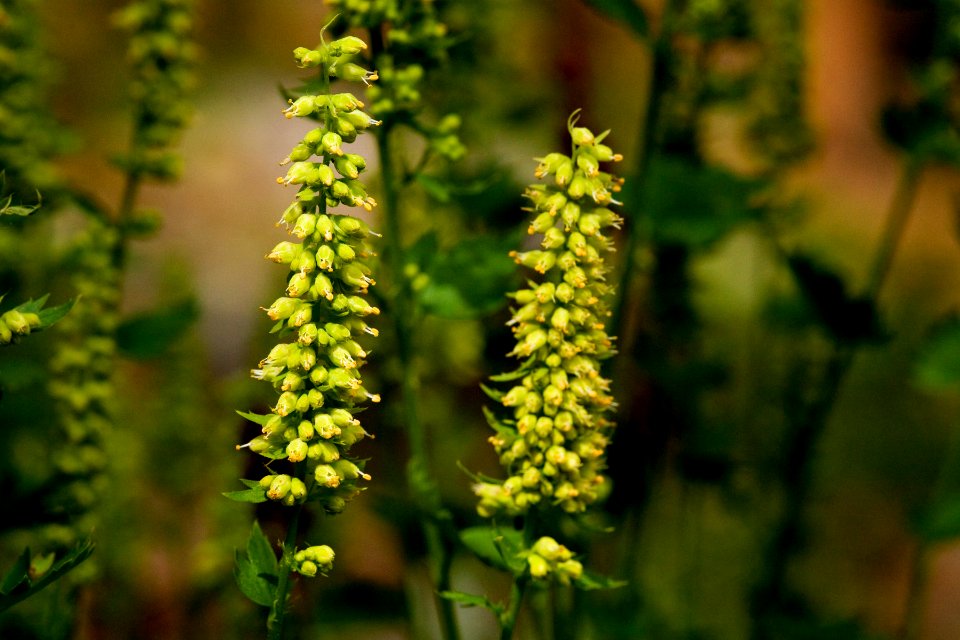 Heuchera bracteata
