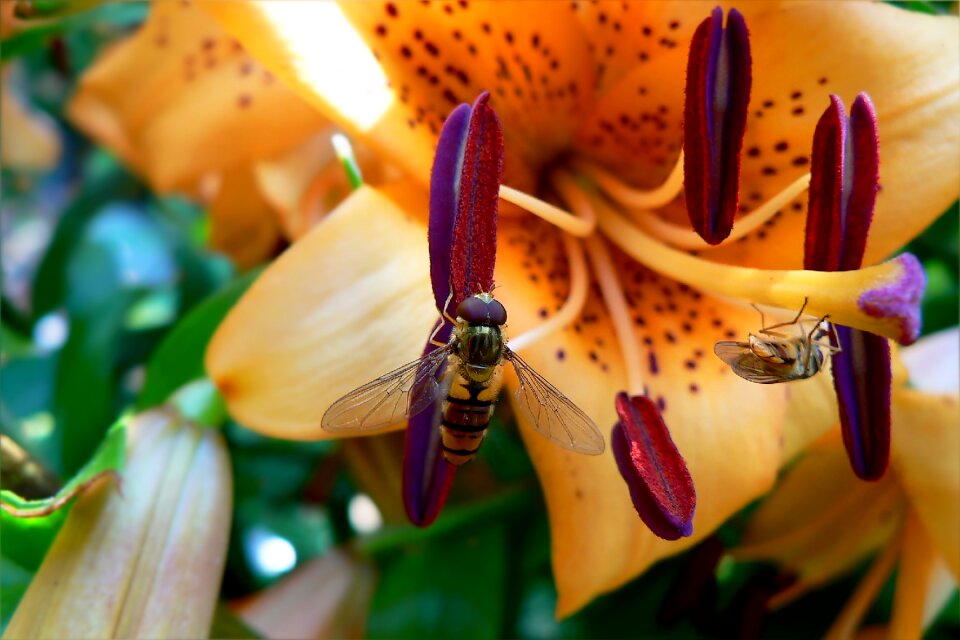 Fly beetle nature