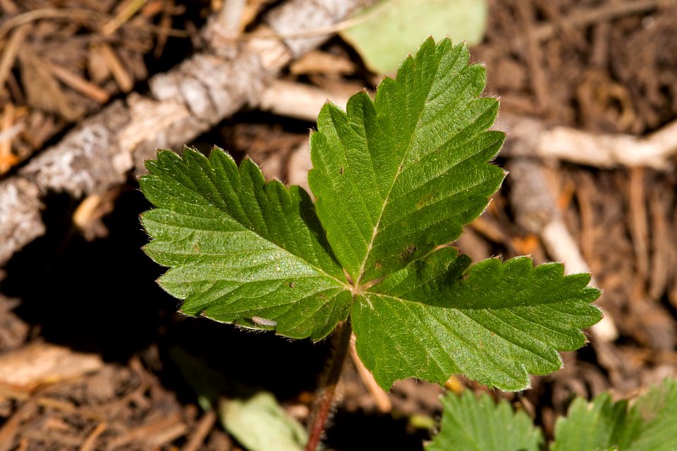Fragaria vesca subsp. bracteata