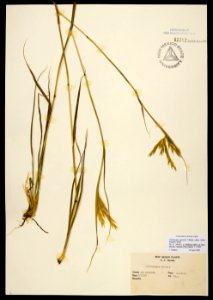 Andropogon gerardii