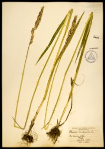 Phalaris arundinacea