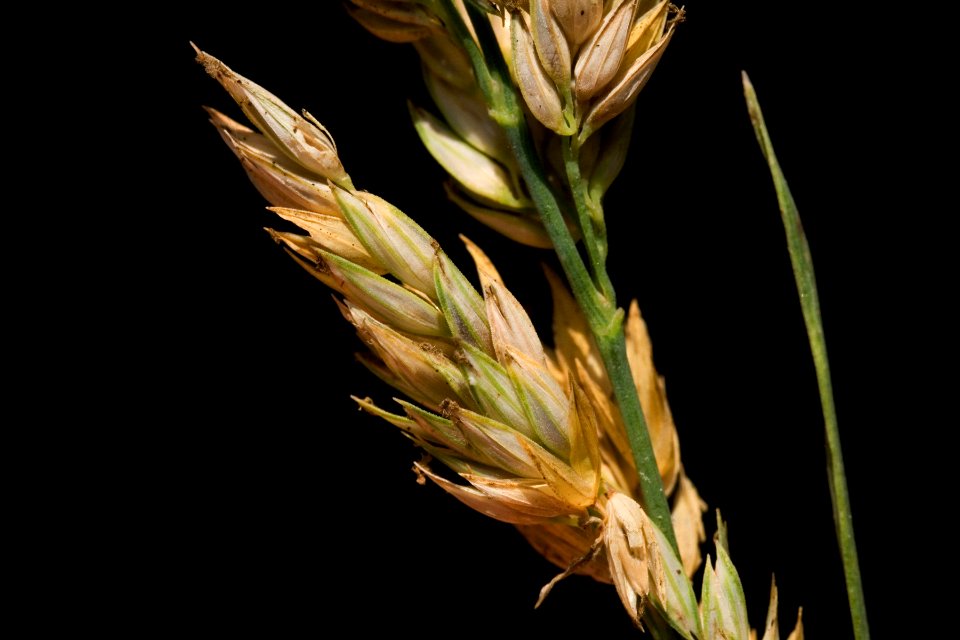 Phalaris arundinacea