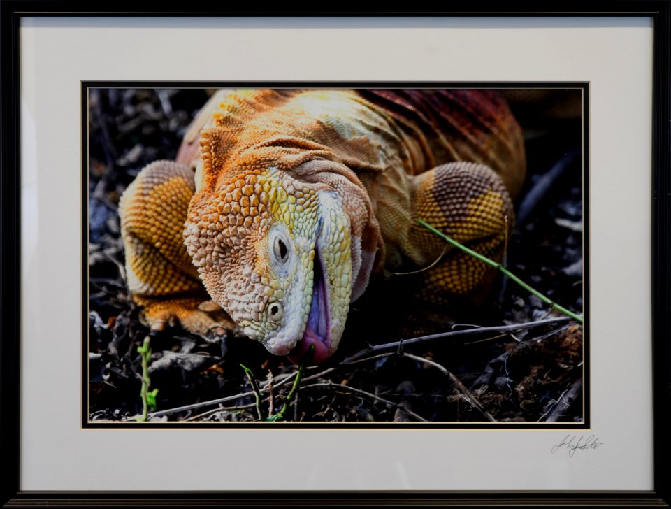 599 | John Stier | Hungry Iguana | Photography | 19x25