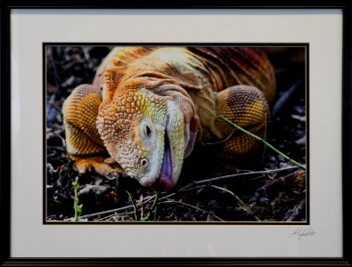 599 | John Stier | Hungry Iguana | Photography | 19x25
