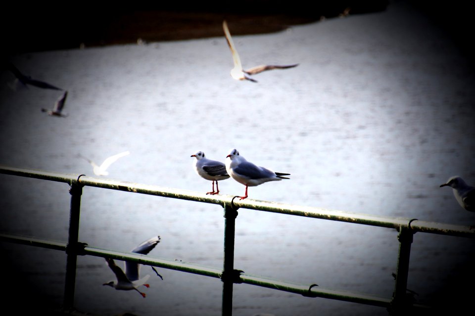 Edgbaston-Reservoir-seaguls3