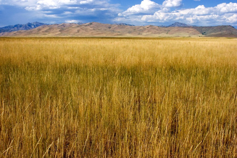 Plains south of the Smoky Mountains
