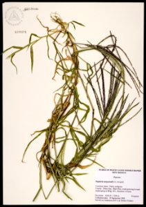 Digitaria sanguinalis